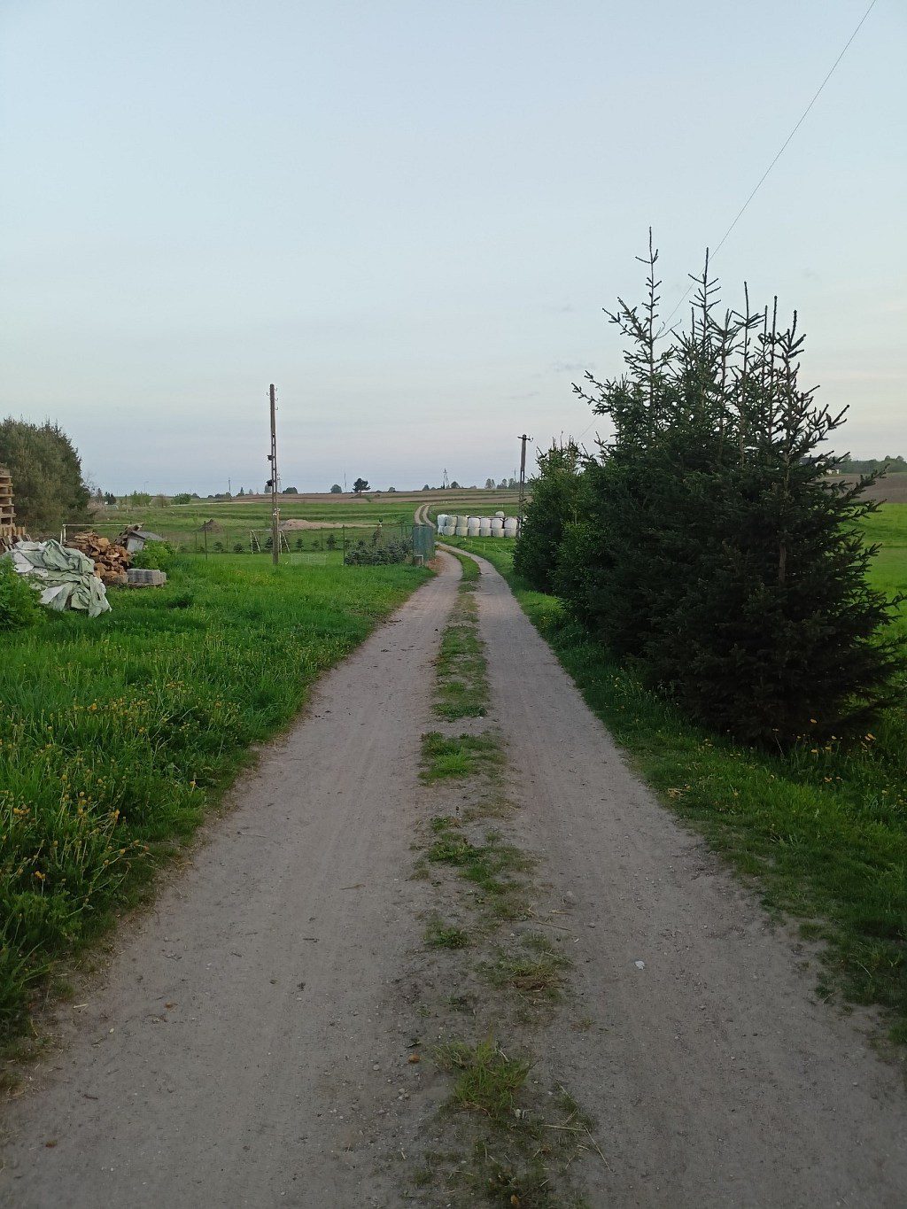 Polna droga prowadząca przez wiejski krajobraz, obok rzędu młodych iglaków i otwartych pól