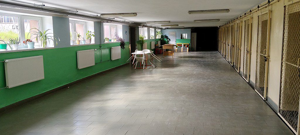 Szeroki korytarz w piwnicy z oknami i roślinami po lewej oraz rzędem siatkowych komórek lokatorskich po prawej