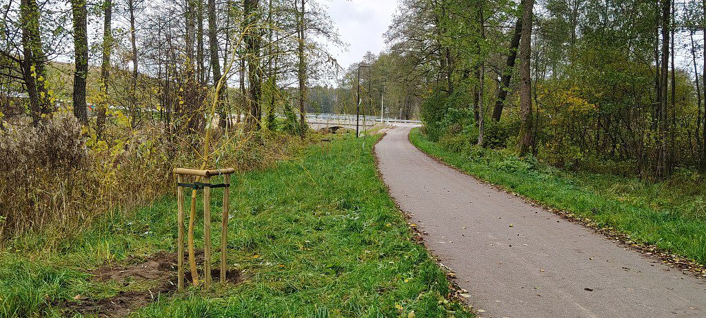Asfaltowa ścieżka pieszo-rowerowa pośród drzew, obok młode drzewko wsparte na palikach